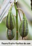 Fruit de phaius pulchellus