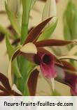 Fleurs-Fruits-Feuilles de phaius tankervilleae