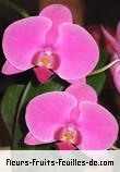 Fleurs-Fruits-Feuilles de phalaenopsis species