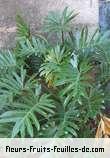 Feuilles de philodendron selloum