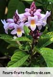 Fleurs de phlogacanthus turgidus