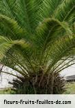 Feuilles de phoenix canariensis