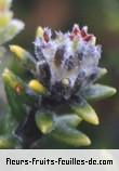 Fleurs de phylica nitida