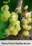 Fruit de phyllanthus acidus