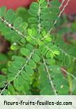 Feuilles de phyllanthus amarus