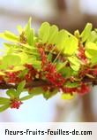 Fleurs de phyllanthus casticum