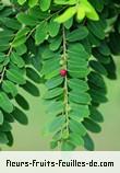 Fruit de phyllanthus casticum