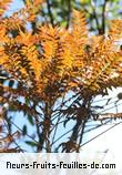 Fleurs-Fruits-Feuilles de phyllanthus consanguineus