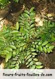 Feuilles de phyllanthus phyllireifolius