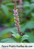 Fleurs de phytolacca americana