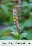 Fleurs-Fruits-Feuilles de phytolacca americana