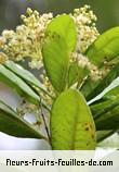 Fleurs de pimenta dioica