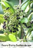 Fruit de pimenta dioica