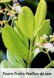 Fleurs-Fruits-Feuilles de pimenta racemosa