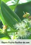 Fleurs de pimenta racemosa