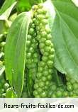 fruits de piper nigrum