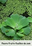 Feuilles de pistia stratiotes