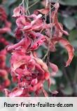 Fruit de pithecellobium dulce