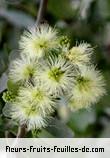 Fleurs de pithecellobium dulce