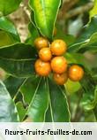 Fleurs-Fruits-Feuilles de pittosporum senacia