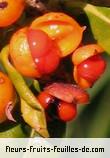 fruits de pittosporum senacia