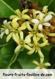 Fleurs de pittosporum senacia
