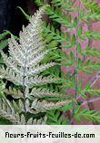 Feuilles de pityrogramma calomelanos