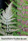 Fleurs-Fruits-Feuilles de pityrogramma calomelanos