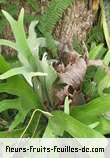Feuilles de platycerium species