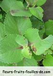 Fleurs-Fruits-Feuilles de plectranthus madagascariensis