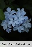 Fleurs-Fruits-Feuilles de plumbago auriculata