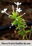 Fleurs-Fruits-Feuilles de plumbago zeylanica