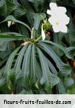 Fleurs-Fruits-Feuilles de plumeria pudica