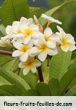 Fleurs-Fruits-Feuilles de plumeria species