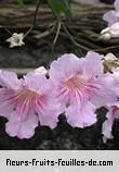 Fleurs-Fruits-Feuilles de podranea ricasoliana