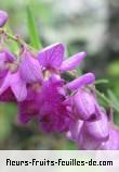 Fleurs-Fruits-Feuilles de polygala virgata