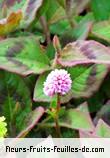 Fleurs-Fruits-Feuilles de polygonum capitatum