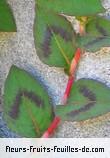 Feuilles de polygonum capitatum