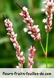 Fleurs-Fruits-Feuilles de polygonum senegalense