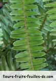 Feuilles de polypodium species