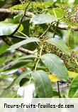 Fleurs-Fruits-Feuilles de polyscias repanda