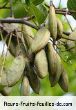 Fleurs de pongamia pinnata