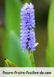 Fleurs-Fruits-Feuilles de pontederia cordata