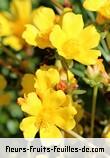 Fleurs-Fruits-Feuilles de portulaca grandiflora