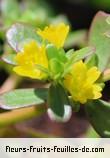 Fleurs-Fruits-Feuilles de portulaca oleracea