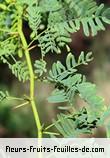 Fleurs-Fruits-Feuilles de prosopis juliflora