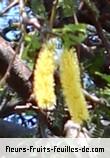 Fleurs de prosopis juliflora