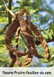 Fruit de prosopis juliflora