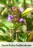 Fleurs-Fruits-Feuilles de prunella vulgaris