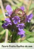 Fleurs de prunella vulgaris